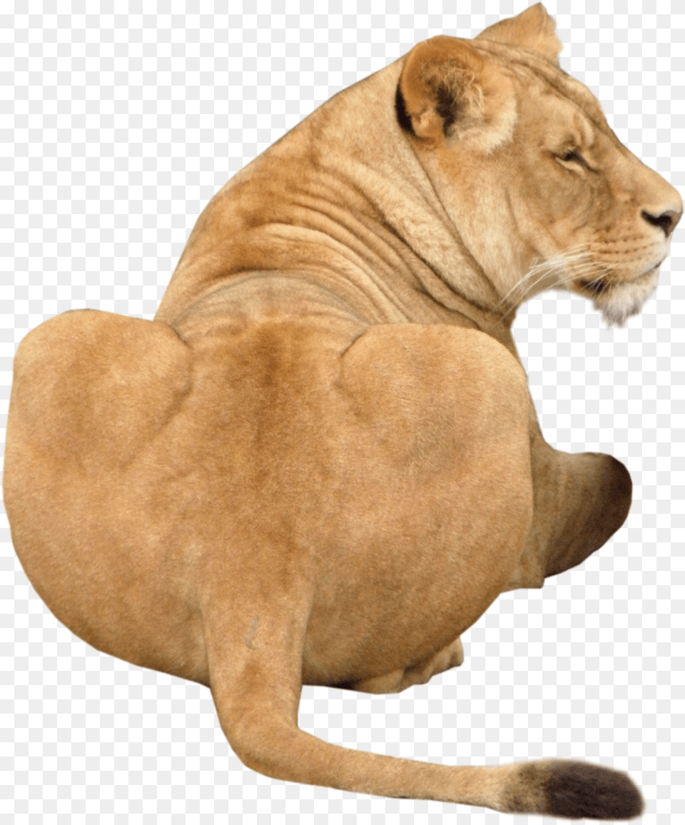 Transparent Leo Lion, Animal, Mammal, Wildlife Png