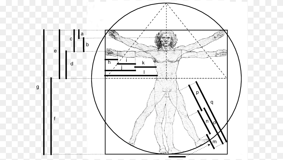 Transparent Leonardo Da Vinci Leonardo Da Vinci Ergonomics, Chart, Plot, Adult, Wedding Png