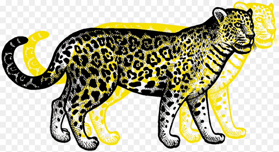 Leopard, Animal, Cheetah, Mammal, Wildlife Free Transparent Png