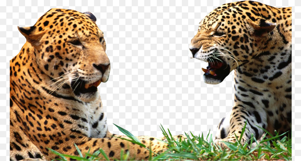 Transparent Leopard Jacksonville Jaguars Funny Memes, Animal, Mammal, Panther, Wildlife Png