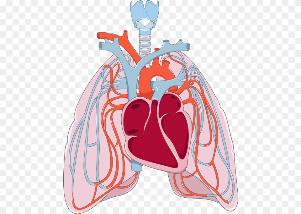 Library Heart Heart And Lungs Clipart Free Transparent Png