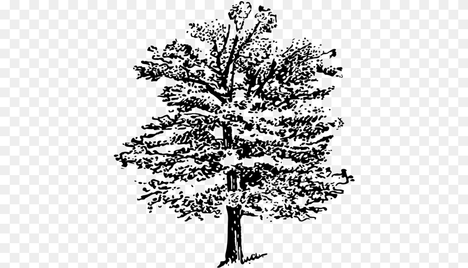 Transparent Library Tree Spruce M Csf Free Commercial Illustration, Plant, Silhouette, Vegetation, Land Png Image