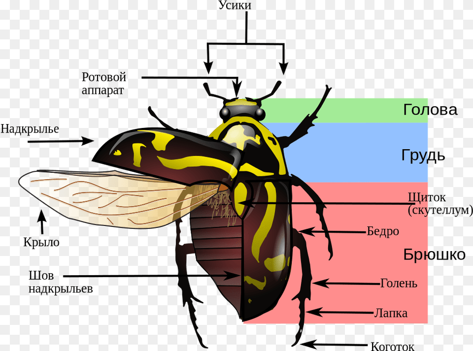 Transparent Lightning Bug Variegated Mud Loving Beetle Diagram, Animal, Bee, Wasp, Invertebrate Png Image