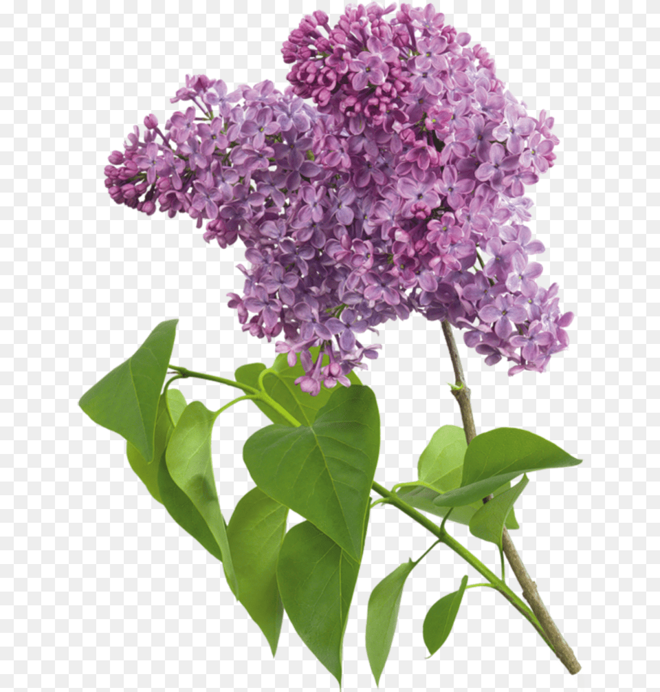Transparent Lilac, Flower, Plant Free Png