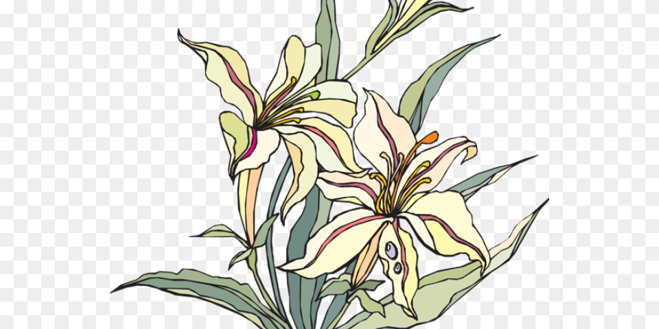 Transparent Lillies Clipart Clip Art, Flower, Graphics, Plant, Floral Design Png Image