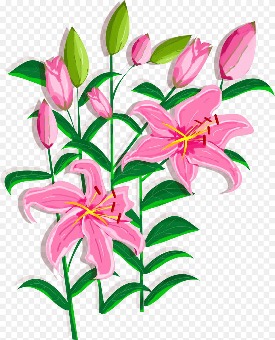 Lily Flower Stargazer Lily, Plant, Pattern Free Transparent Png