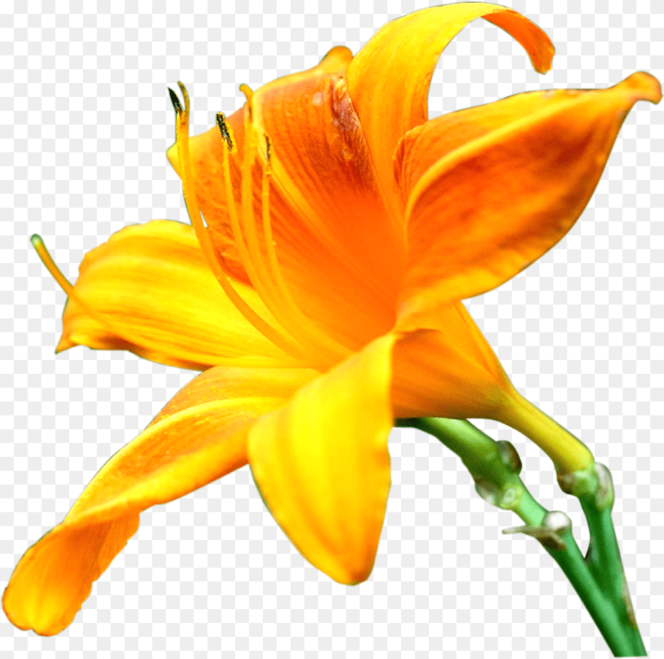 Lily Flower Yellow Lily, Plant Free Transparent Png