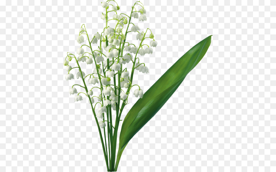 Transparent Lily Of The Valley Lily, Amaryllidaceae, Flower, Plant Png