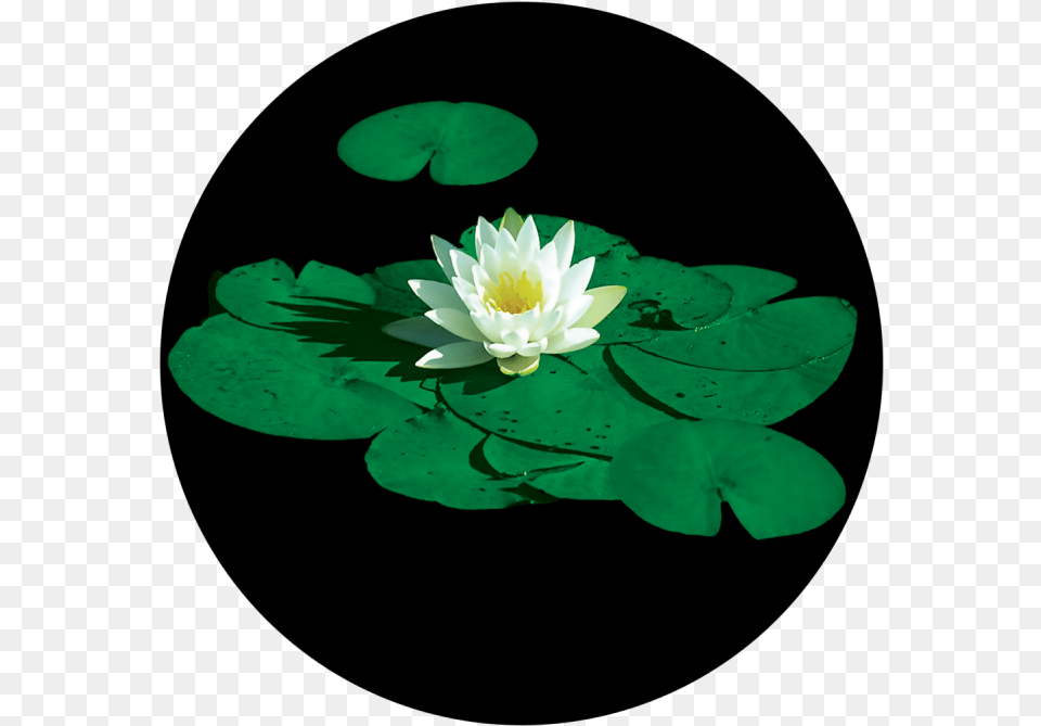 Transparent Lily Pad Clipart Lily Pad Flower, Plant, Pond Lily Png Image