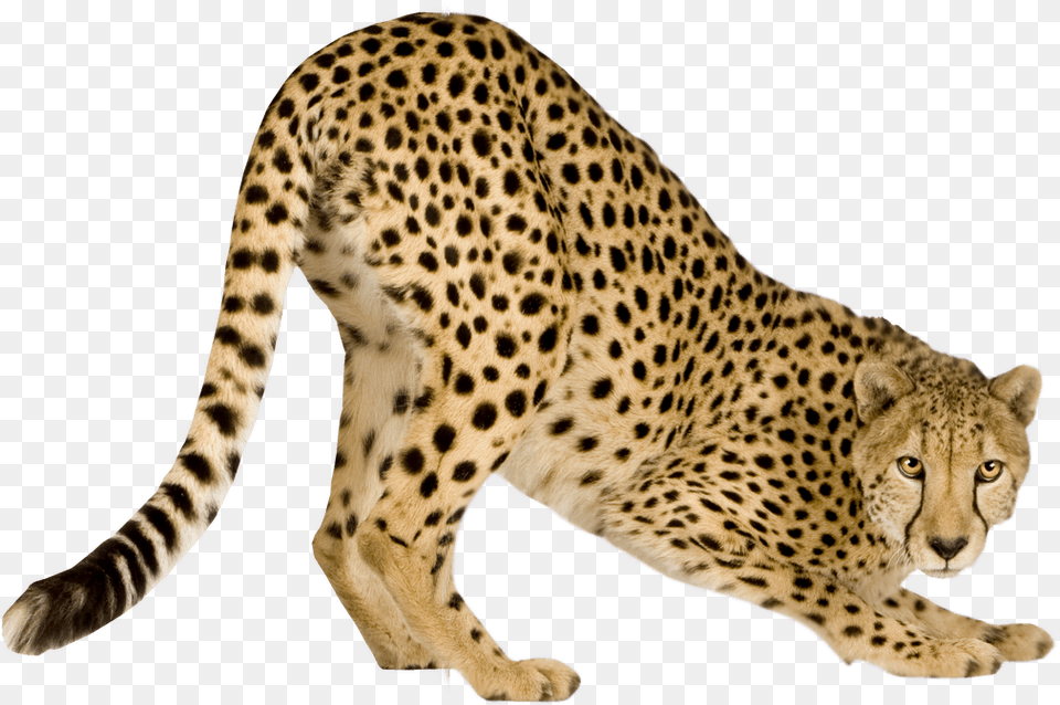 Transparent Lindsey Morgan Chetha, Animal, Cheetah, Mammal, Wildlife Free Png