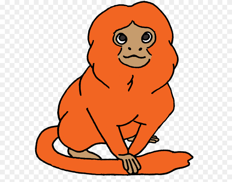 Transparent Lion Clipart Golden Lion Tamarin Cartoon, Baby, Person, Animal, Mammal Free Png