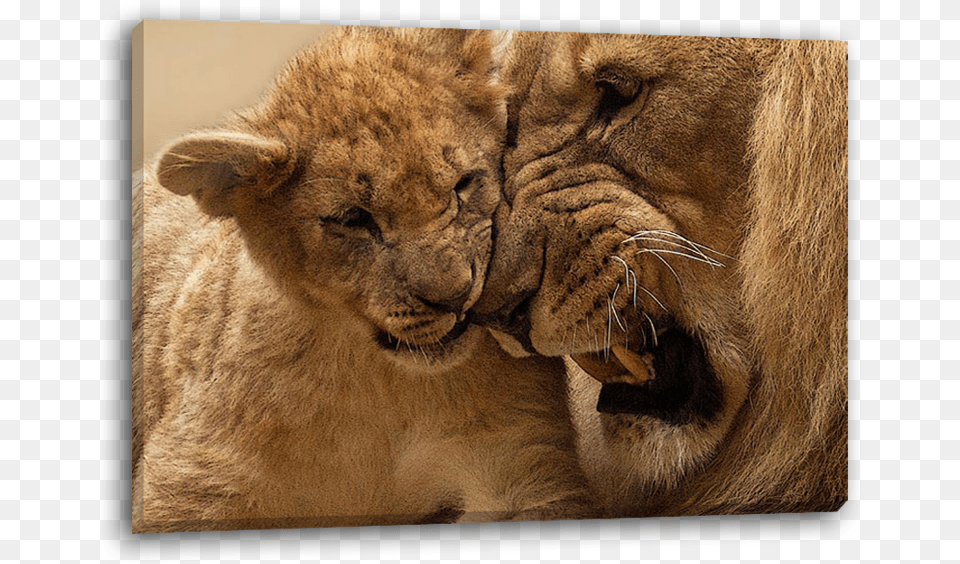 Lion Cub, Animal, Mammal, Wildlife Free Transparent Png