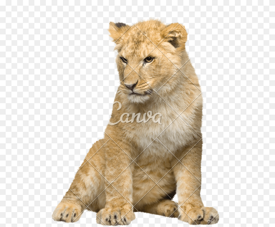 Transparent Lion Cub Clipart Lion Cub Transparent Background, Animal, Mammal, Wildlife Png