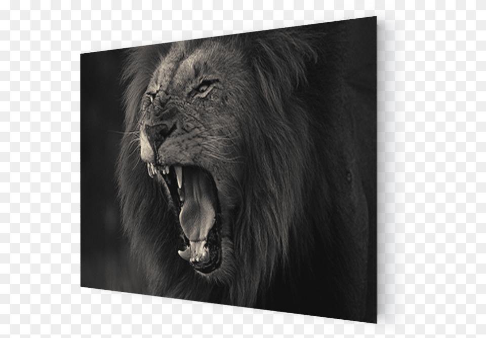 Transparent Lion Head Roar Cat Yawns, Animal, Mammal, Wildlife Png Image