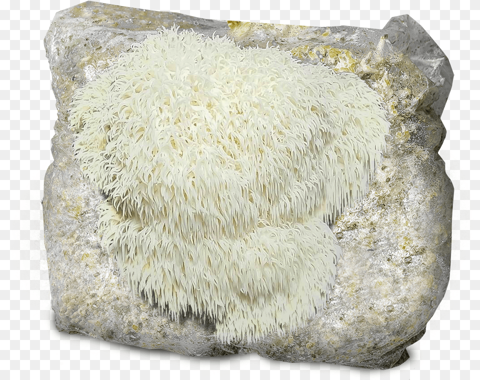 Lion Mane Igneous Rock, Mineral Free Transparent Png