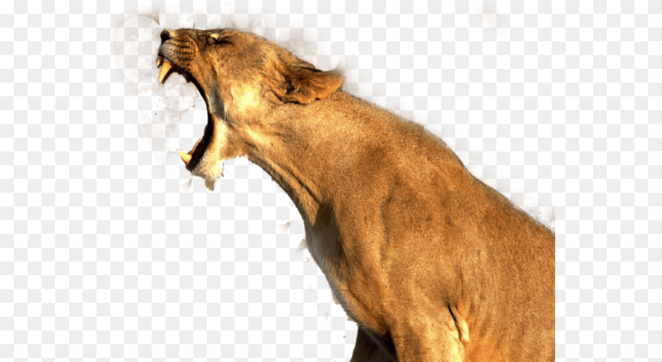 Lion Roaring Lion Animal, Mammal, Wildlife, Bear Free Transparent Png