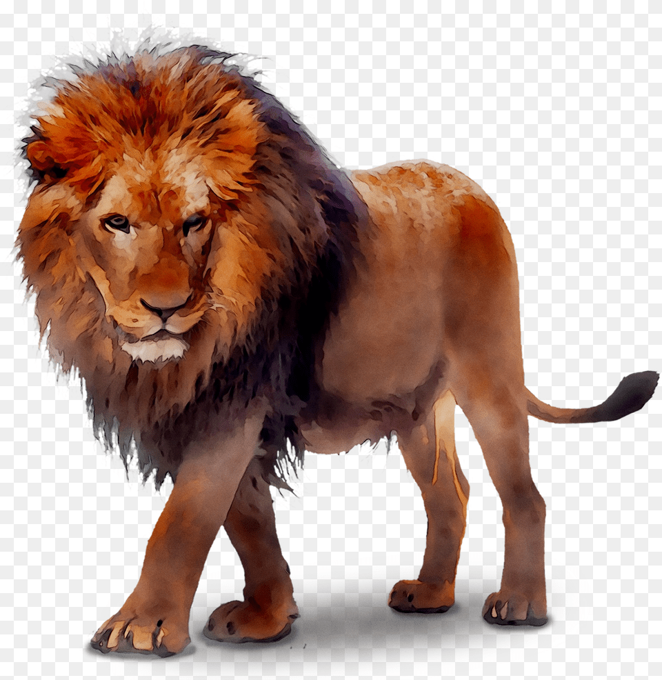 Transparent Lion Transparent Background Lion Transparent, Animal, Mammal, Wildlife Png Image