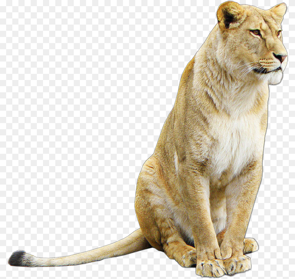 Transparent Lioness Lioness, Animal, Lion, Mammal, Wildlife Png Image