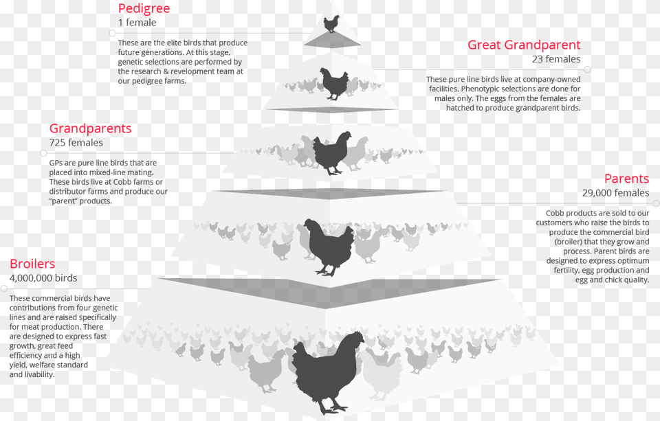 Live Chicken Rooster, Animal, Bird, Fowl, Poultry Free Transparent Png