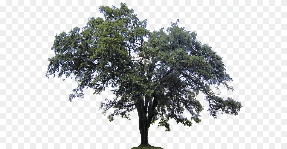 Transparent Live Oak Clipart Oak Trees With Spanish Moss, Plant, Sycamore, Tree, Tree Trunk Free Png Download