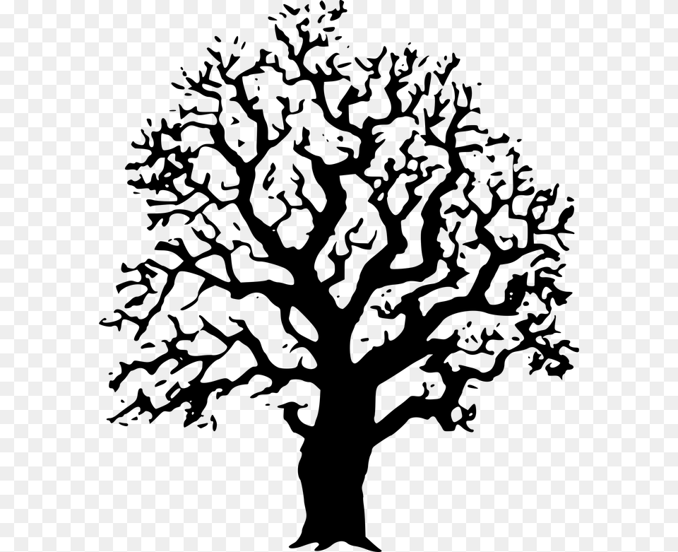 Transparent Live Oak Tree Black And White Tree Image Clipart, Plant, Sycamore, Person Png