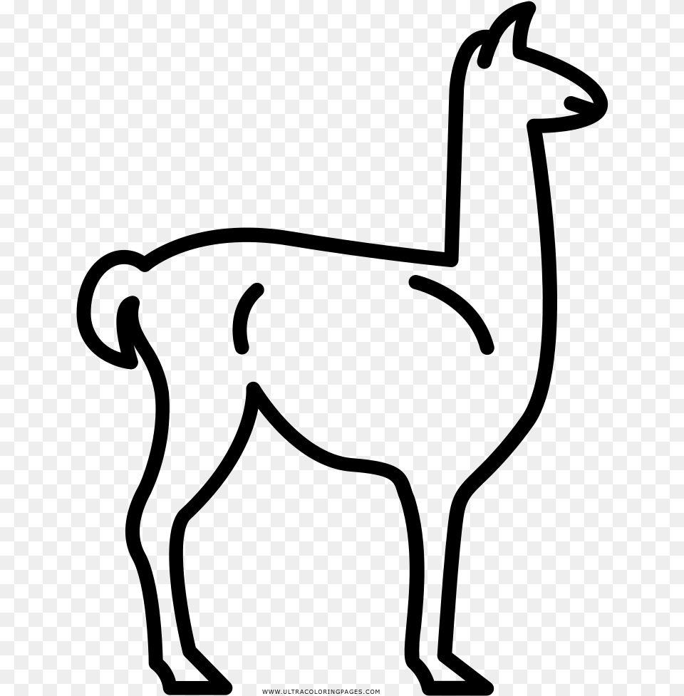 Llama Cmo Dibujar Una Llama, Gray Free Transparent Png