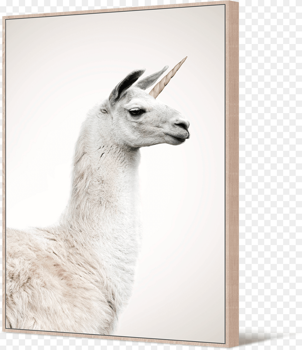 Transparent Llamas Llama, Animal, Mammal, Antelope, Wildlife Png