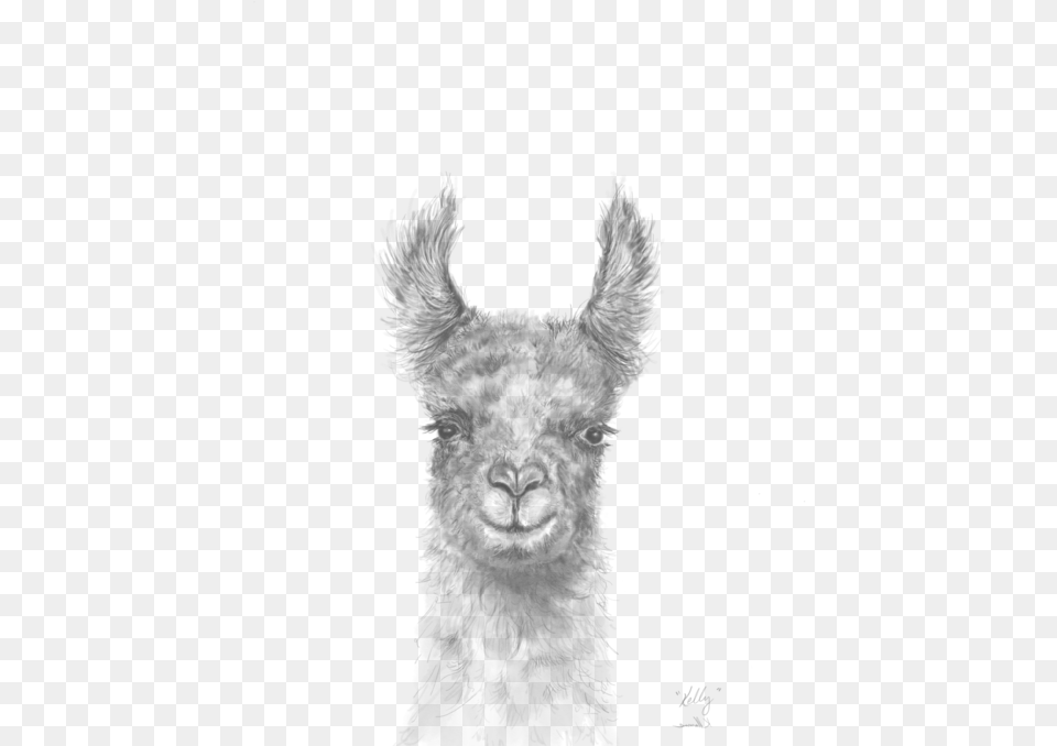 Transparent Llamas Realistic Pencil Llama Drawing, Silhouette, Animal, Bird, Canine Png Image