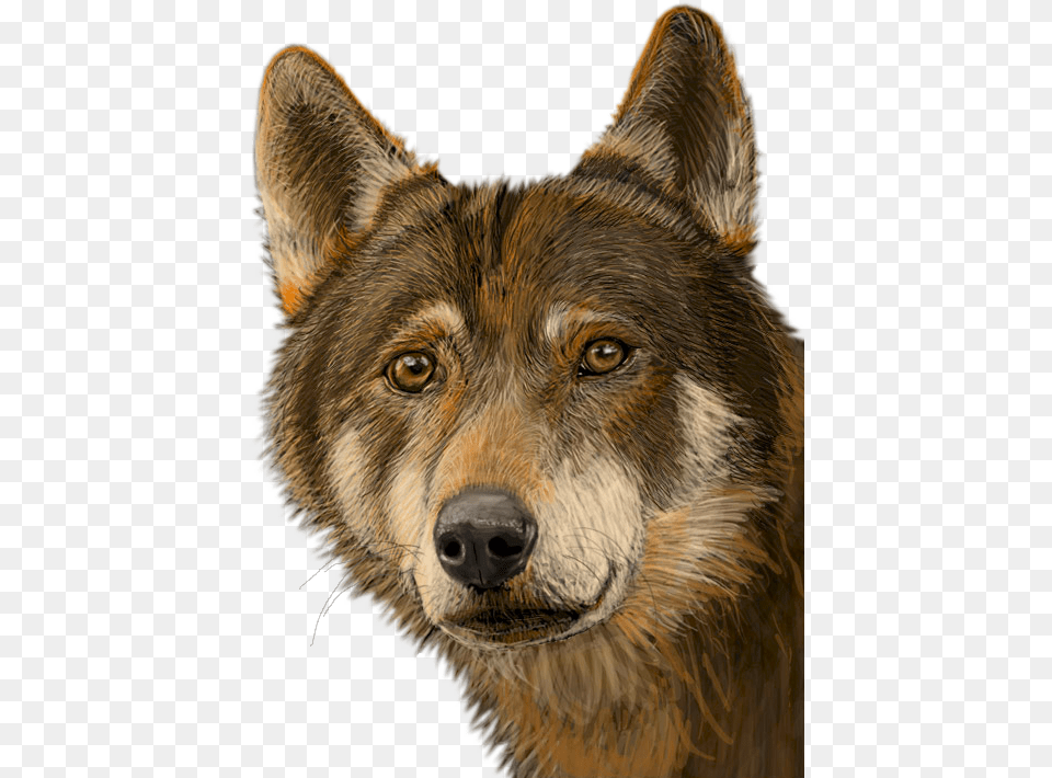 Transparent Lobo Native American Wolf, Animal, Bird, Canine, Mammal Free Png Download