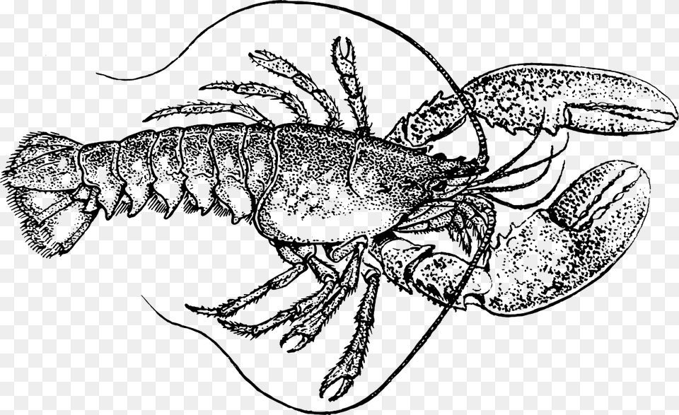 Transparent Lobster Clipart Lobster Black And White, Food, Seafood, Animal, Sea Life Free Png