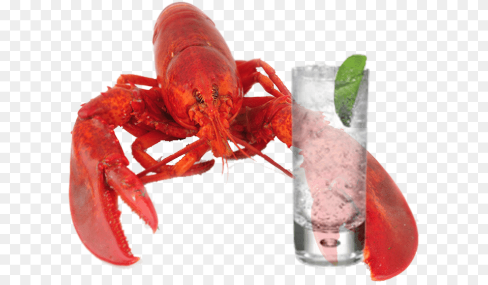 Lobster Lobster Gin And Tonic, Animal, Food, Invertebrate, Sea Life Free Transparent Png