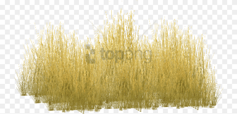 Transparent Long Grass Clipart Yellow Long Grass, Plant, Reed, Vegetation, Chandelier Free Png
