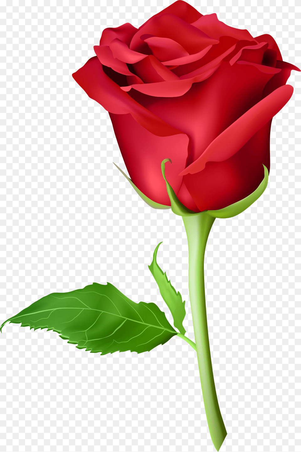 Transparent Long Stem Rose Clipart Picsart Rose Hd, Flower, Plant, Adult, Female Png