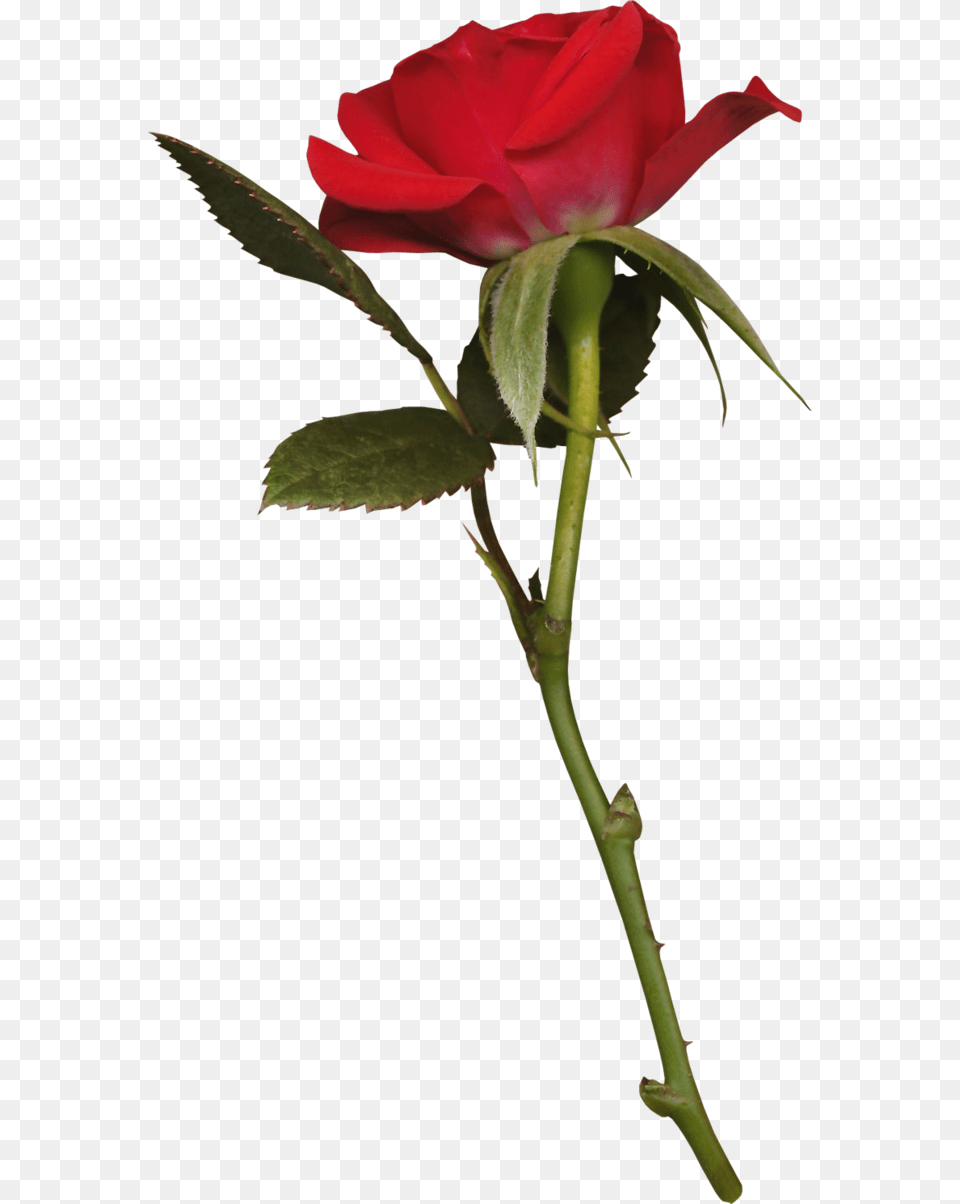 Transparent Long Stem Rose Krasnaya Roza V, Flower, Plant, Petal Png Image