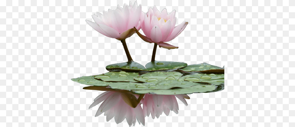 Looks Better When You Click Amp Drag Water Lily Flower, Plant, Pond Lily Free Transparent Png
