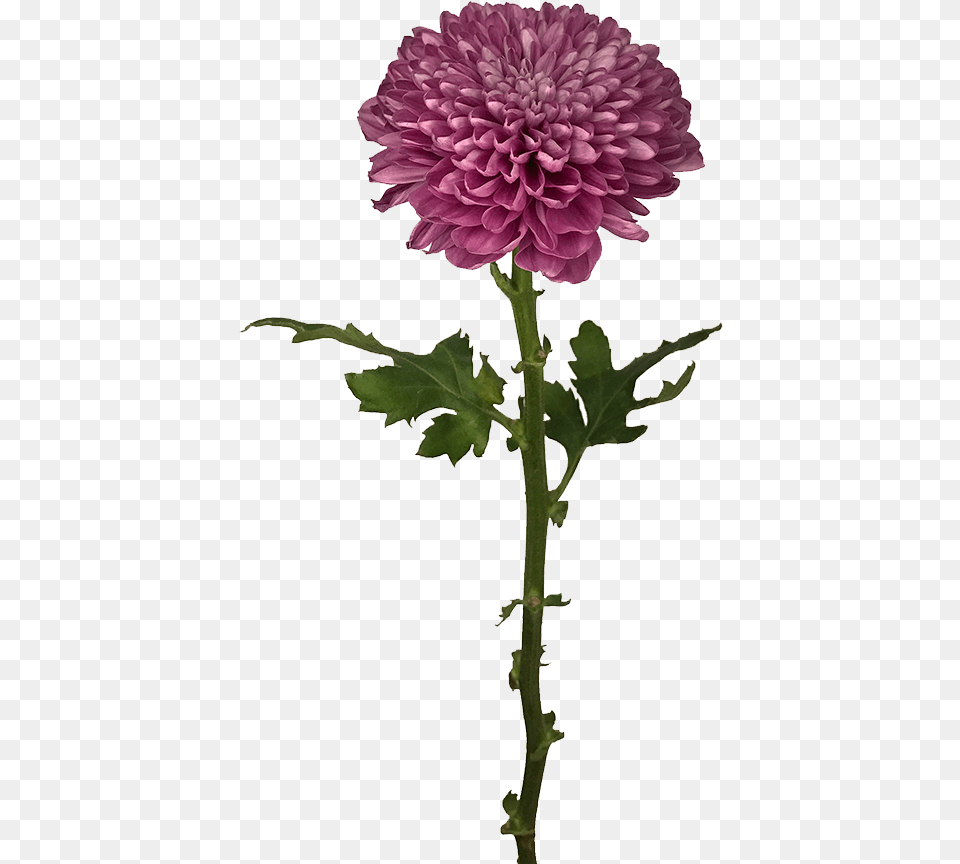 Lorax Trees Dusty Pink Disbud, Dahlia, Flower, Plant, Daisy Free Transparent Png