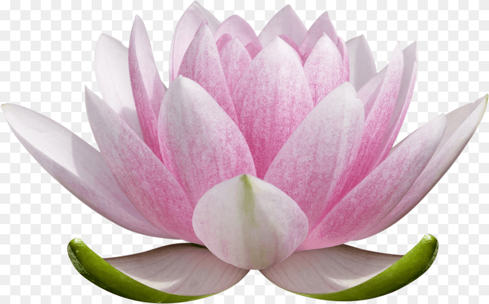 Transparent Lotus Flower, Lily, Plant, Petal, Rose Png Image
