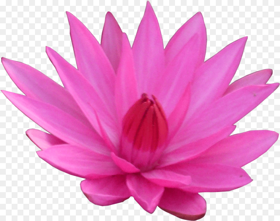 Transparent Lotus Flower Hd Flower Lotus Fanart, Dahlia, Petal, Plant, Lily Png