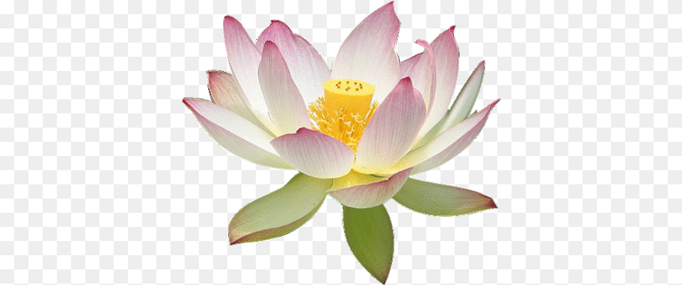 Transparent Lotus Flower Vintage, Lily, Plant, Pond Lily, Petal Free Png
