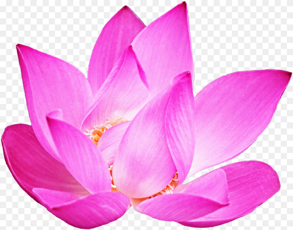 Lotus Nymphaea Nelumbo, Flower, Petal, Plant, Dahlia Free Transparent Png