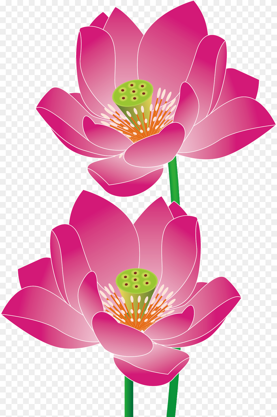 Transparent Lotus Vector, Anther, Flower, Petal, Plant Png Image