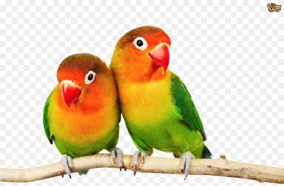 Love Birds, Animal, Bird, Parakeet, Parrot Free Transparent Png
