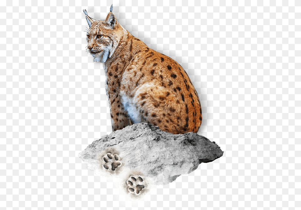 Transparent Lynx Savannah, Animal, Wildlife, Mammal, Panther Free Png Download