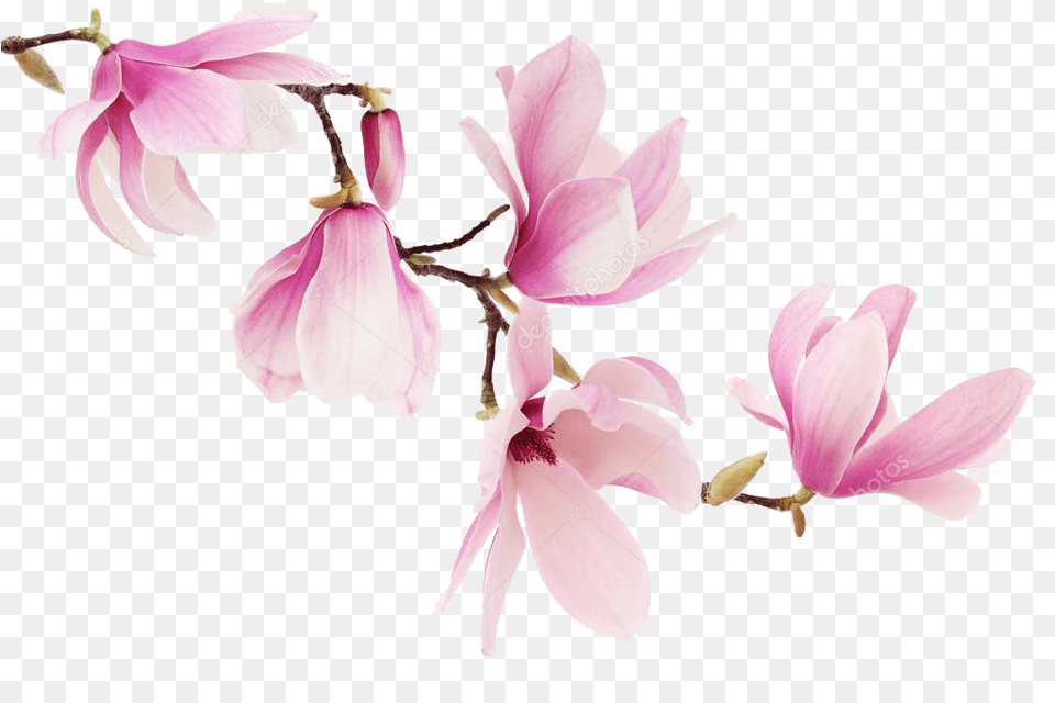 Transparent Magnolia Magnolia Flowers, Flower, Petal, Plant, Orchid Free Png