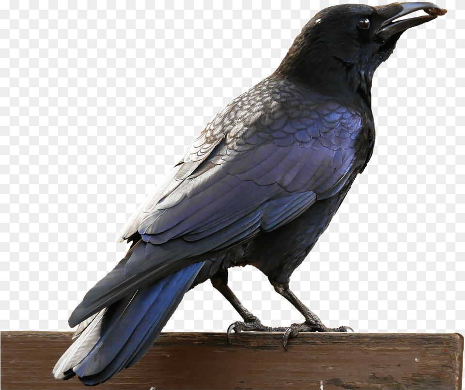 Transparent Magpie, Animal, Bird, Blackbird, Crow Free Png