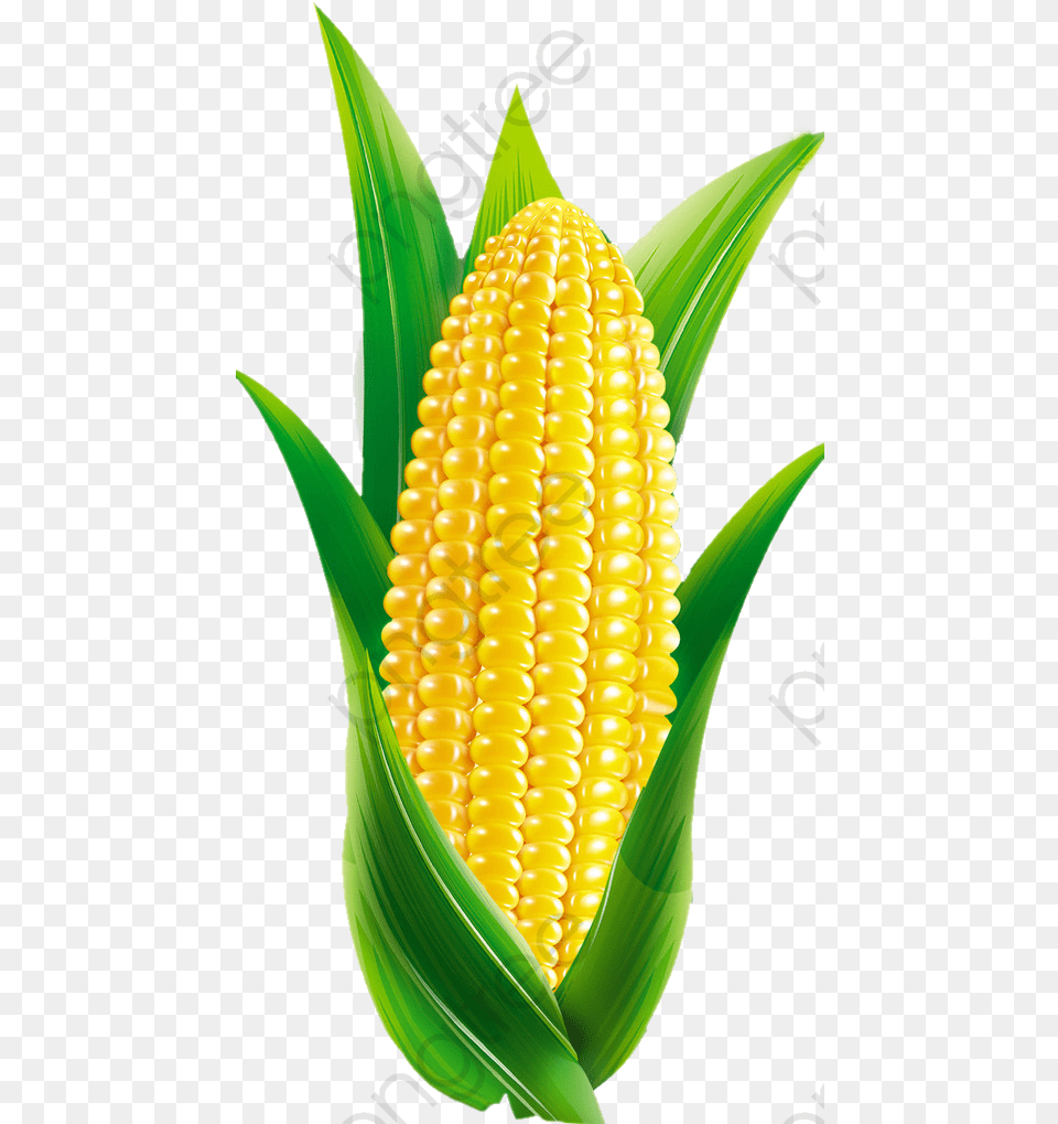 Transparent Maize Clipart Cartoon Corn, Food, Grain, Plant, Produce Free Png Download