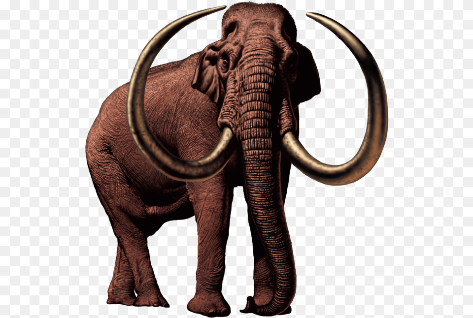 Transparent Mammoth Columbian Mammoth Transparent, Animal, Elephant, Mammal, Wildlife Png