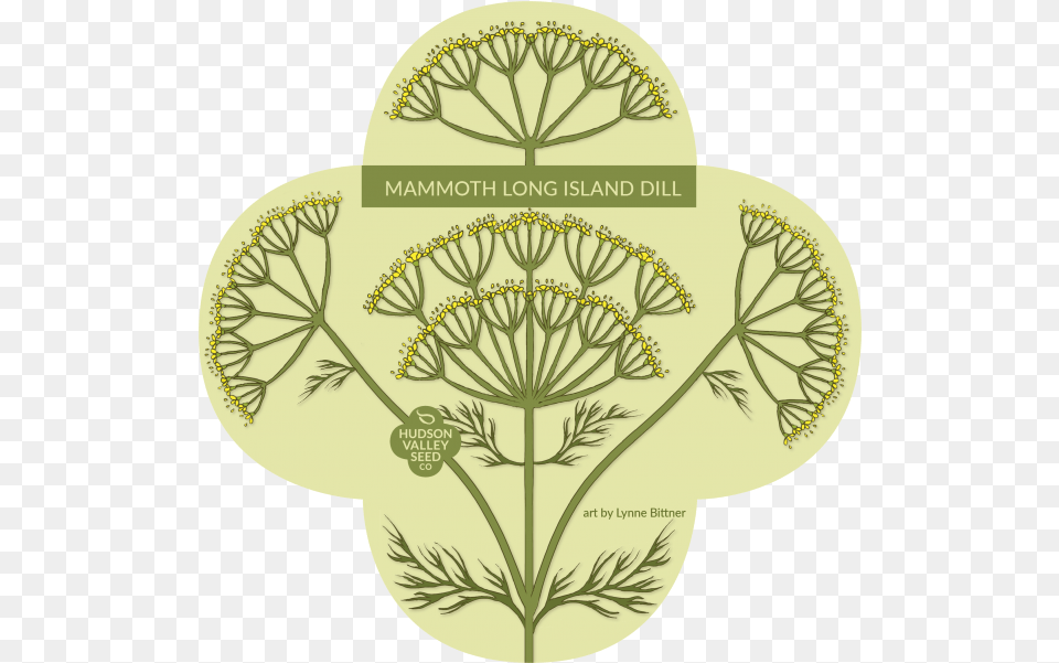 Mammoth Everwilde Farms Mammoth Long Island Dill Seeds, Food, Seasoning, Plant, Person Free Transparent Png