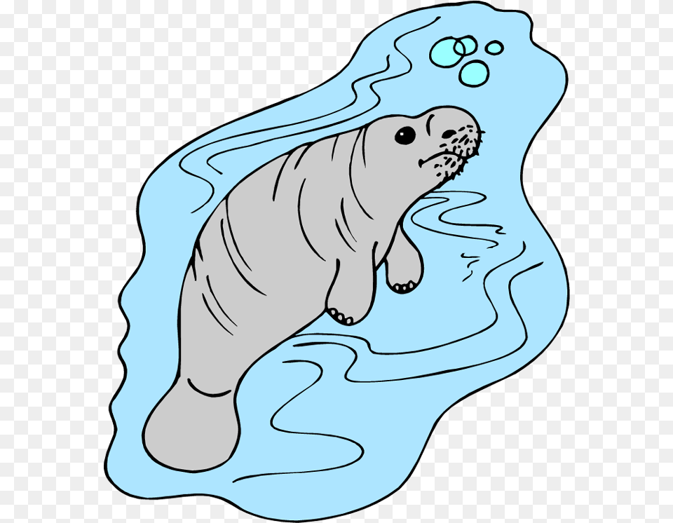 Transparent Manatee Manati Amazonico Dibujo, Animal, Mammal, Bear, Wildlife Free Png