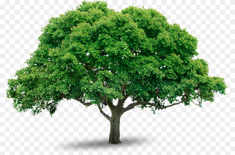 Transparent Mango Tree, Oak, Plant, Sycamore, Maple Png Image